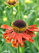 HELENIUM MOERHEIM BEAUTY