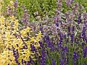 HERB COLLECTION,  GOLDEN MARJORUM,  LAVANDULA HIDCOTE,  VARIEGATED SAGE