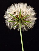 TRAGOPOGON PRATENSIS (GOATSBEARD)