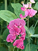 LATHYRUS LATIFOLIUS,  PERENNIAL PEA