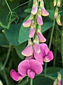 LATHYRUS LATIFOLIUS,  PERENNIAL PEA