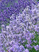 LAVANDULA  MIXED PLANTING,  LAVENDER,  HERB