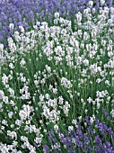 LAVANDULA  MIXED PLANTING,  LAVENDER,  HERB