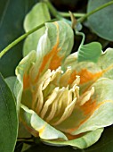 LIRIODENDRON TULIPIFERA,  TULIP TREE