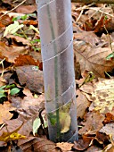 RABBIT PROTECTION TUBE FOR YOUNG TREE
