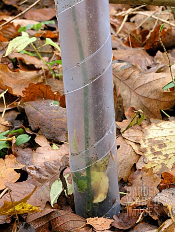 RABBIT_PROTECTION_TUBE_FOR_YOUNG_TREE