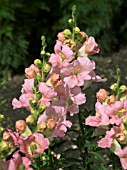 ANTIRRHINUM BUTTERFLY PINK