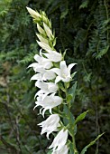 CAMPANULA LATIFOLIA ALBA