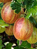 GOOSEBERRY WHINHAMS INDUSTRY,  DESERT GOOSEBERRY