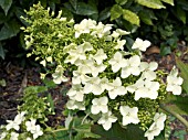 HYDRANGEA QUERCIFOLIA,