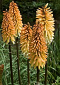KNIPHOFIA TOFFEE NOSED,  RED HOT POKER