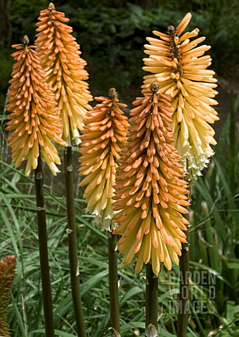 KNIPHOFIA_TOFFEE_NOSED__RED_HOT_POKER