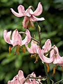 LILIUM MARTAGON,  MARTAGON LILY