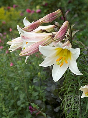 LILIUM_REGALE