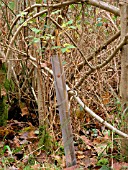 RABBIT PROTECTION TUBE FOR NEW HEDGE