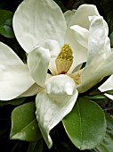 MAGNOLIA GRANDIFLORA