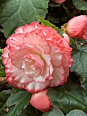 BEGONIA FORTUNE