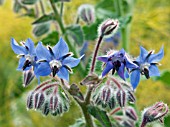 BORAGO OFFICINALIS,  BORAGE