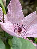 CLEMATIS HAGLEY HYBRID