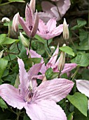 CLEMATIS HAGLEY HYBRID