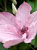 CLEMATIS HAGLEY HYBRID