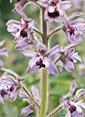 DELPHINIUM STAPHISAGRIA