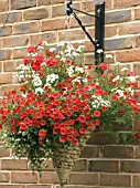 HANGING BASKET,  CALIBRACHOA CARILLON RED