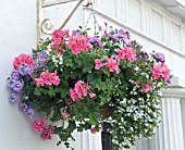 HANGING BASKET,  IVY LEAVED PELARGONIUM