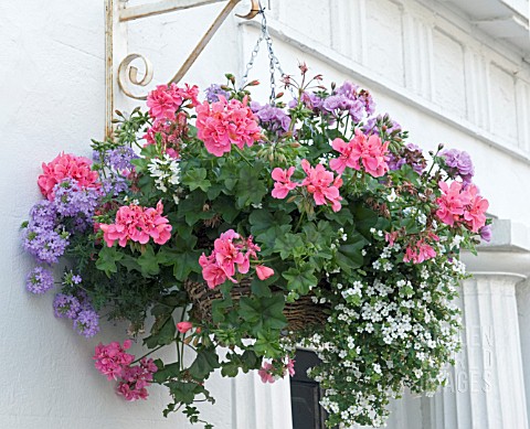 HANGING_BASKET__IVY_LEAVED_PELARGONIUM