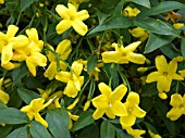 JASMINUM HUMILE,  EVERGREEN CLIMBER