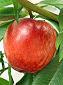 NECTARINE LORD NAPIER