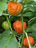 PHYSALIS FRANCHETII,  CHINESE LANTERNS