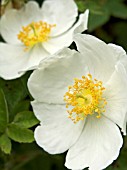 ROSA ARVENSIS,  FIELD ROSE