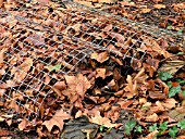 WINTER MULCH OVER GUNNERA,  (MESH TO PREVENT BLOWING AWAY)