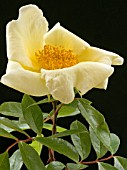 ROSA MERMAID,  CLIMBING ROSE