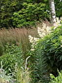 STACHYS,  POLYGONUM,  GRASS,  HERBACEOUS BORDER