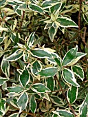 ABELIA CHINENSIS CONFETTI