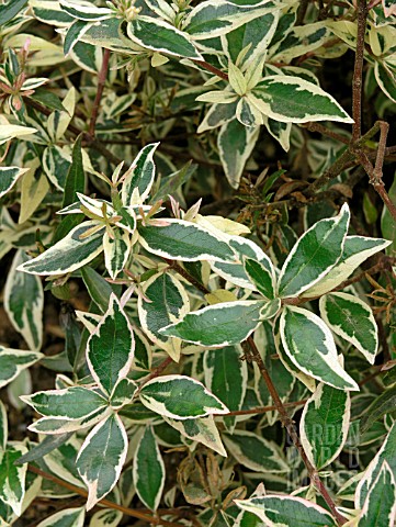 ABELIA_CHINENSIS_CONFETTI