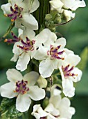 VERBASCUM CHAIXII ALBUM,  NETTLE LEAVED MULLEIN