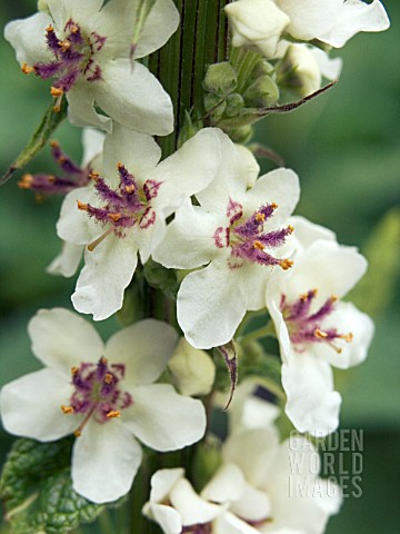 VERBASCUM_CHAIXII_ALBUM__NETTLE_LEAVED_MULLEIN