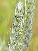 WHEAT,  COMMERCIAL GRAIN