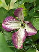 CLEMATIS VENOSA VIOLACEA