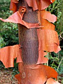 ACER GRISEUM BARK (PAPER BARK MAPLE)