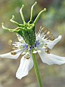 NIGELLA SATIVA