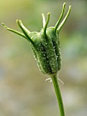 NIGELLA SATIVA,  CUMIN,  ANNUAL HERB