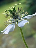 NIGELLA SATIVA,  CUMIN,  ANNUAL HERB