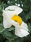 ROMNEYA COULTERI,  CALIFORNIAN TREE POPPY