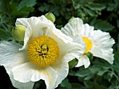 ROMNEYA COULTERI,  CALIFORNIAN TREE POPPY