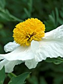 ROMNEYA COULTERI,  CALIFORNIAN TREE POPPY