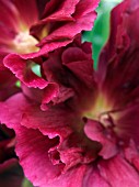 ALCEA ROSEA,  SEMI DOUBLE RUFFLED HOLLYHOCK